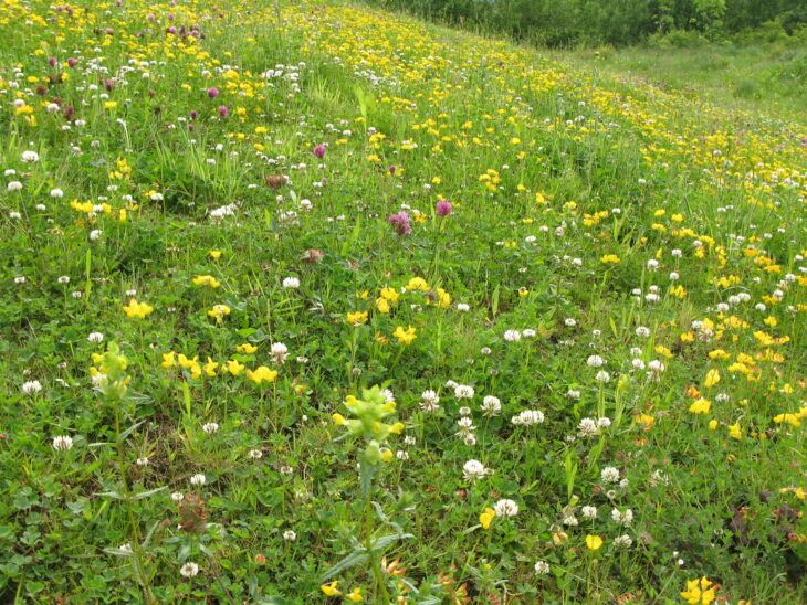 Flower rich meadow