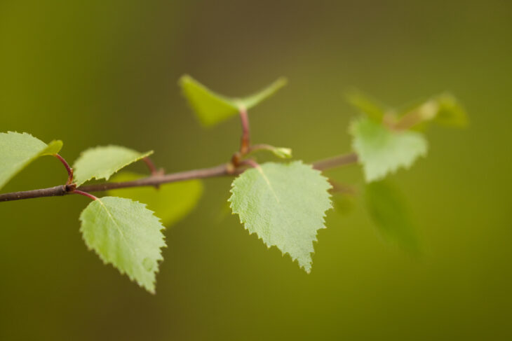 Silver birch leaves © Mark Hamblin/2020VISION