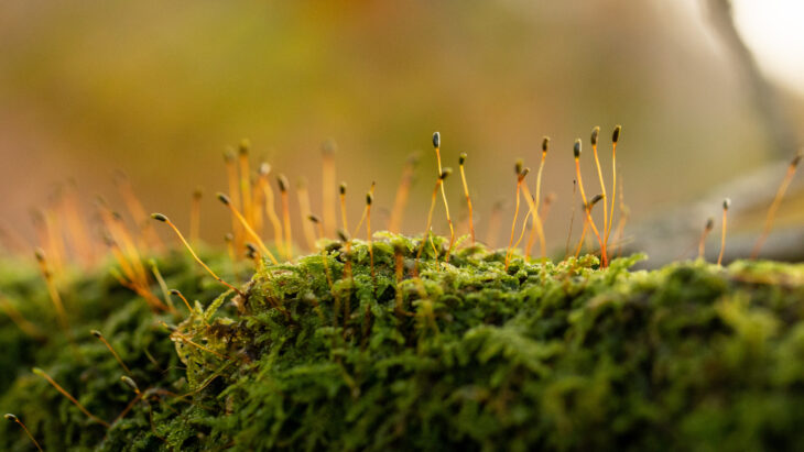 Mossy branch © Ben Porter