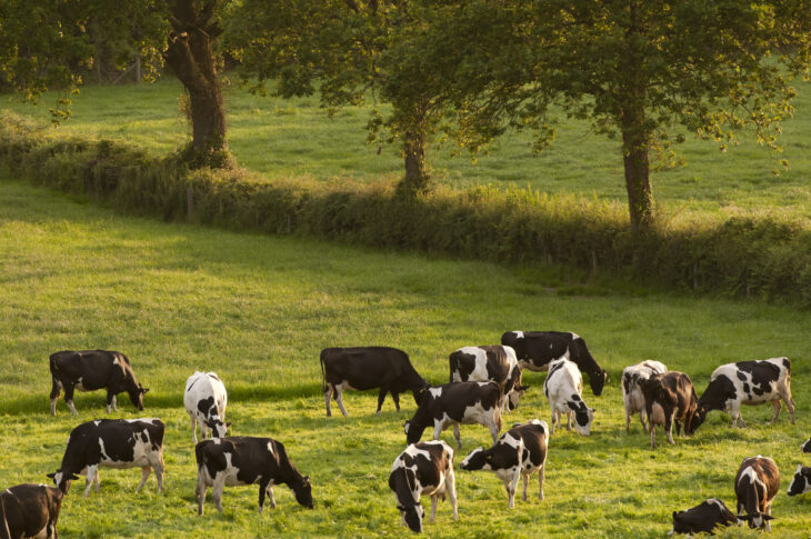 Field of dairy cows