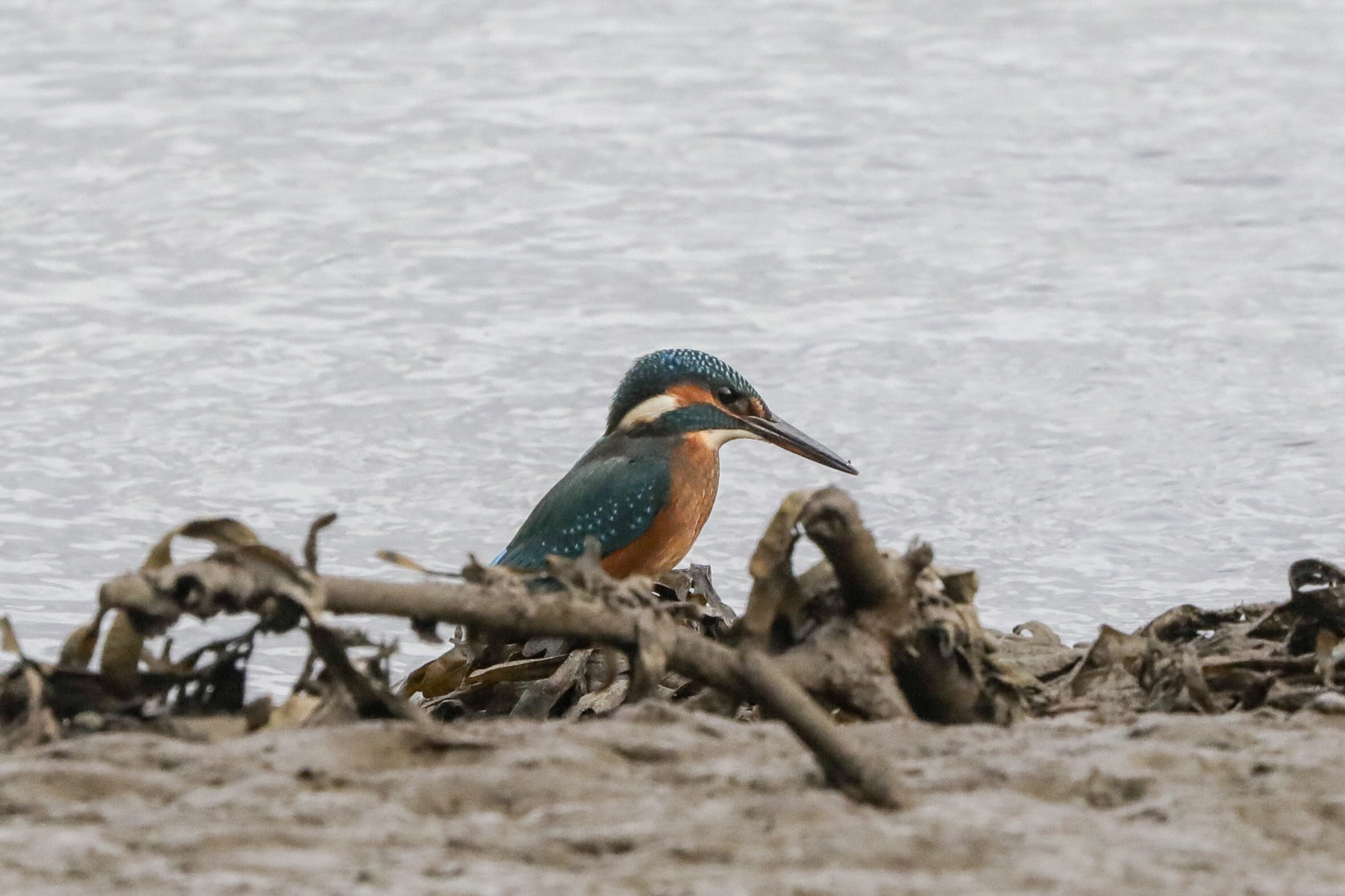 What Is A Kingfisher’s Diet? – a kingfisher pellet analysis