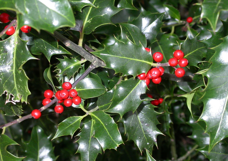 Holly | Scottish Wildlife Trust