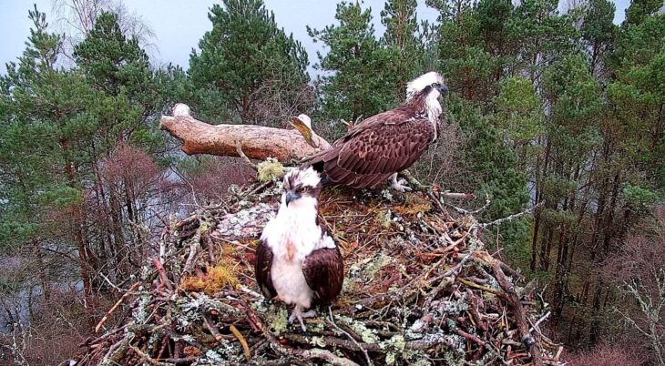 Pair of osprey on the nest