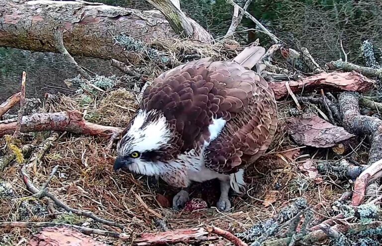 First osprey egg of the season at Loch of the Lowes Wildlife Reserve ...