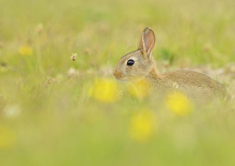 Rabbit (European) | Scottish Wildlife Trust