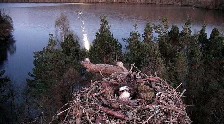NC0 on her nest in moonlight © Scottish Wildlife Trust