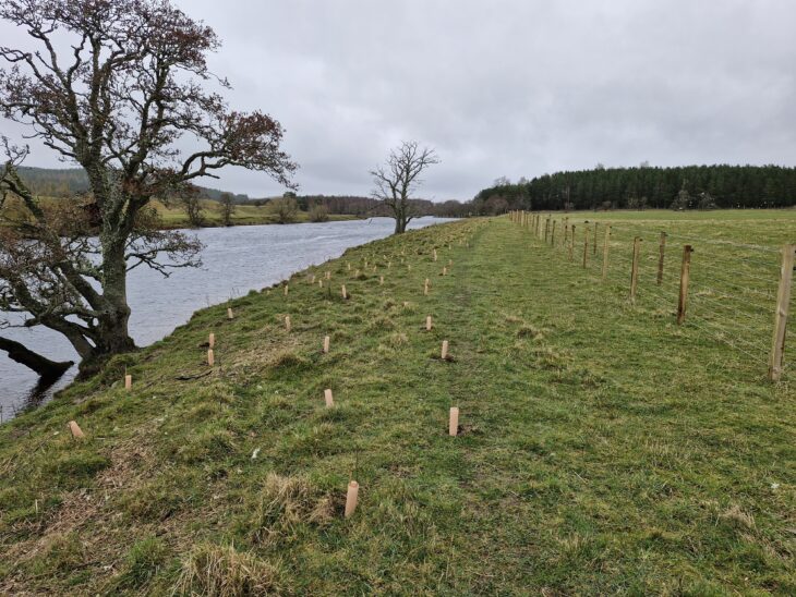 Trees planted along the river Spay