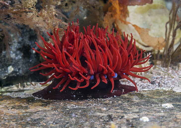 Beadlet anemone © Mark Thomas