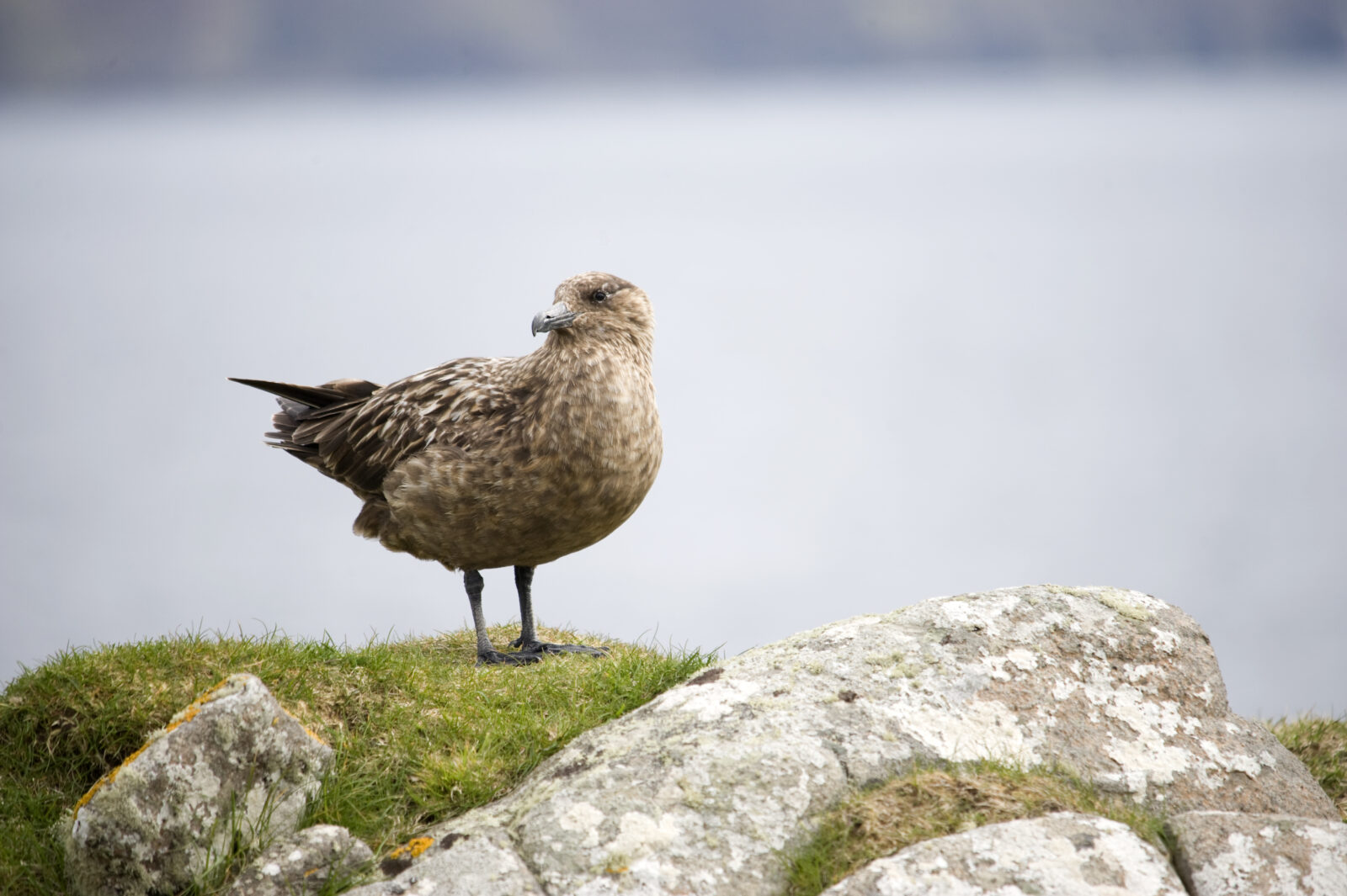 Search for beach birds | Scottish Wildlife Trust