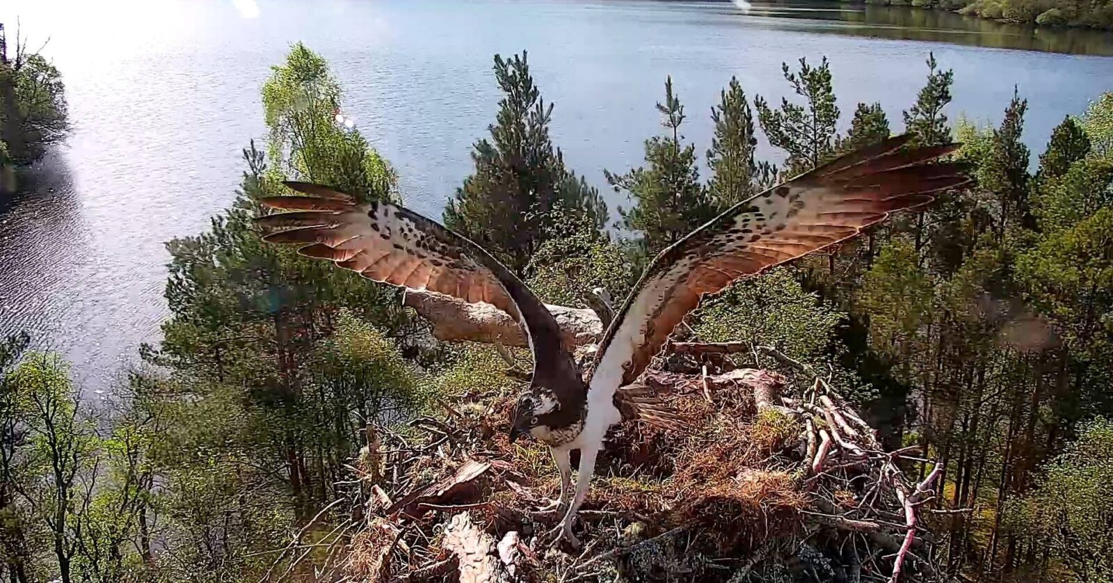 Intruding Ospreys Make a Move | Scottish Wildlife Trust