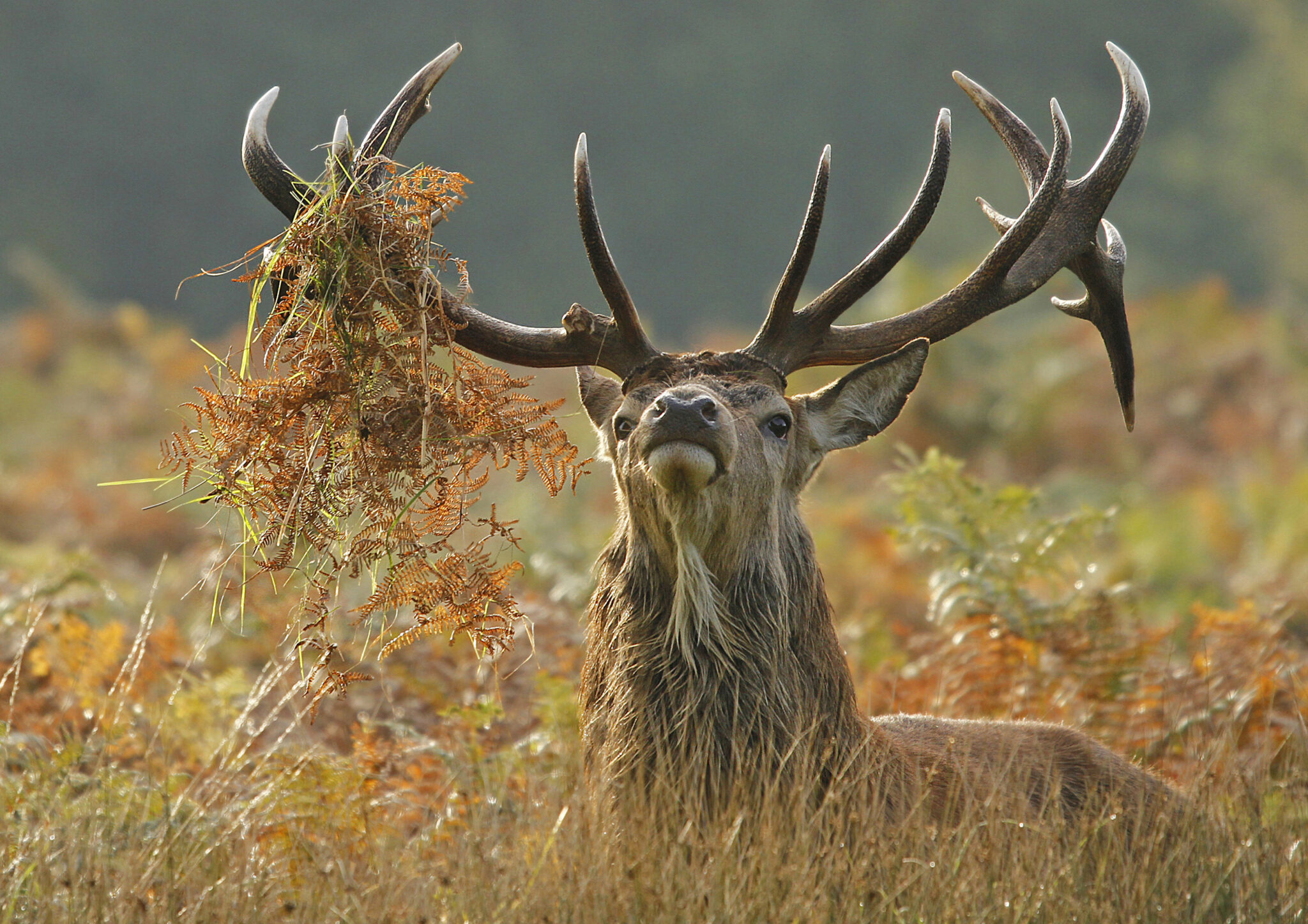 The Problem with Deer | Scottish Wildlife Trust