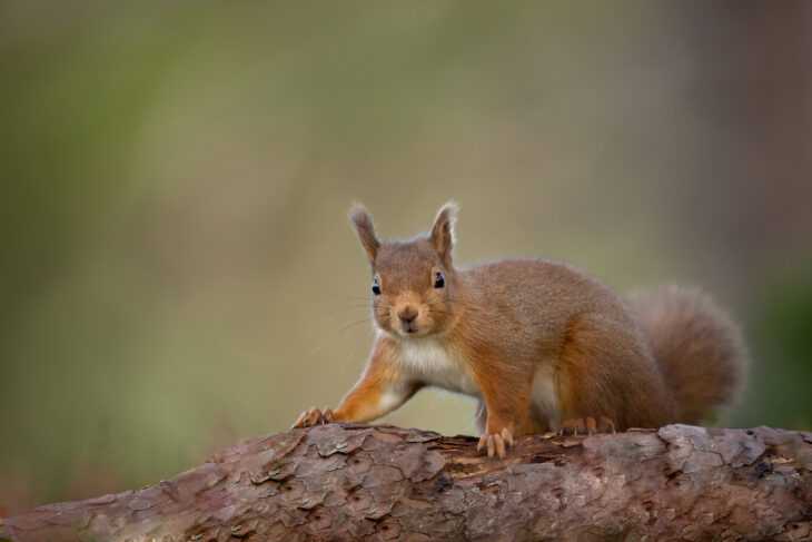 A red squirrel on all fours, crawling over a log.