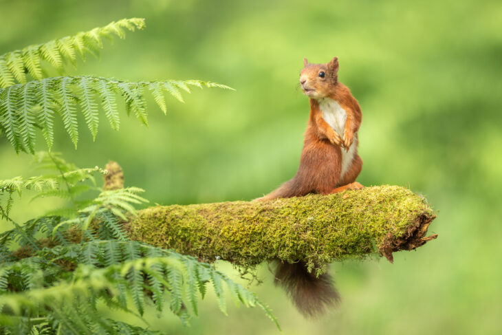 A red squirrel sat on a mossy branch. There are ferns and plants in the background.