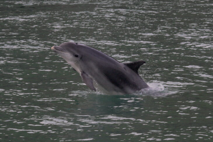 A bottlenose dolphin jumping out of the grey sea.