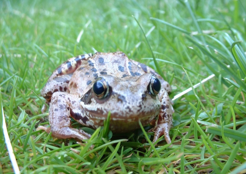 Amphibian and reptile ecology | Scottish Wildlife Trust