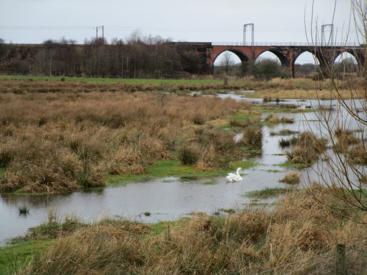 Various grasses, reeds and ponds on the Scottish Wildlife Trust's Garnock Floods wildlife reserve. There is a mute swan swimming in a pond and an arched bridge in the background.