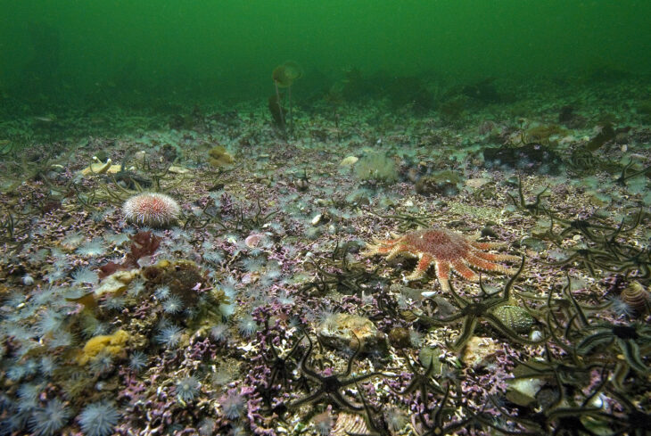 Coral and a sunstar on the bed of Loch Carron