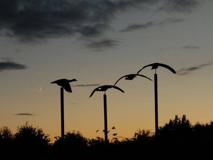 A sculpture of four geese is silhouetted by the sunset at Montrose.