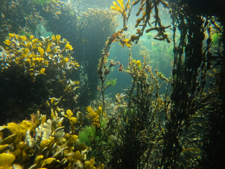 An underwater view of various seaweeds and seagrasses.