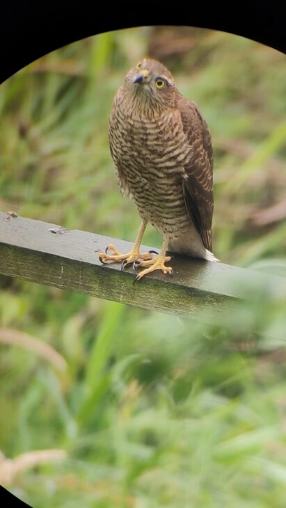 A photograph of a sparrowhawk sat on a wooden fence. The photo has been taken through a spotting scope.