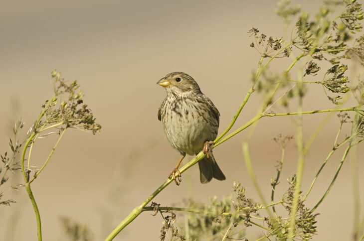 A corn bunting perched on a long stem.