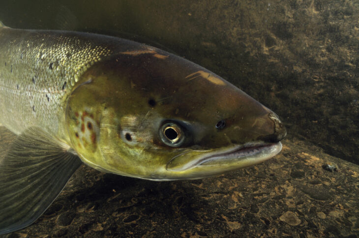 A close up of an Atlantic salmon swimming by some rocks.