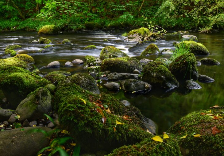 A woodland river flowing over moss-covered rocks.