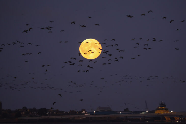 Dozens of geese flying at night, silhouetted against a bright, yellow moon.