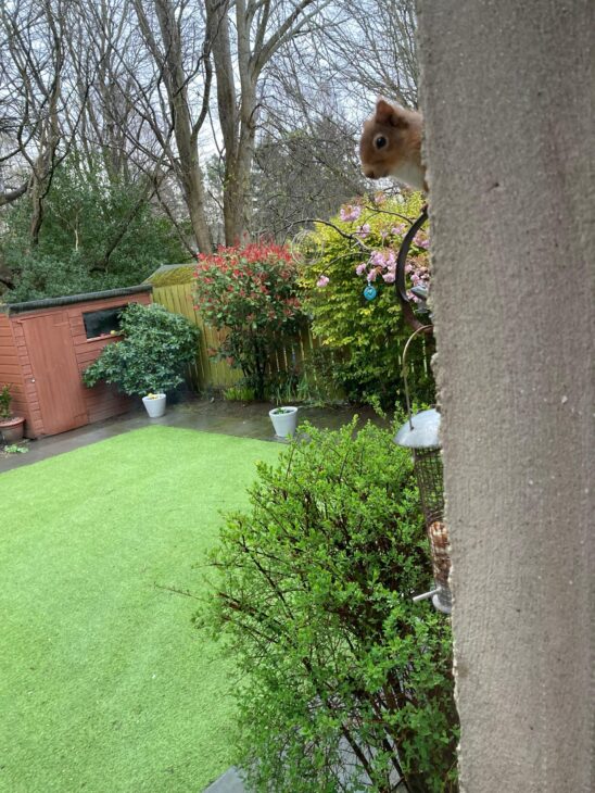 A red squirrel peaking out from round the corner of a house in Aberdeen.