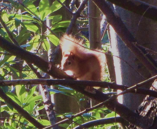 A red squirrel perched on some branches.