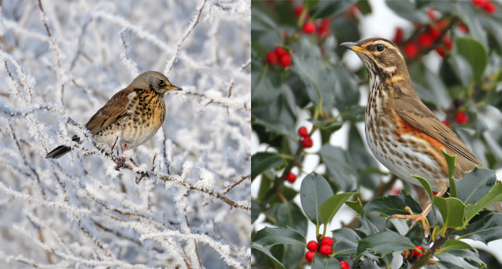 A split image of a fieldfare in a snowy tree on the left and a redwing in a holly tree on the right.