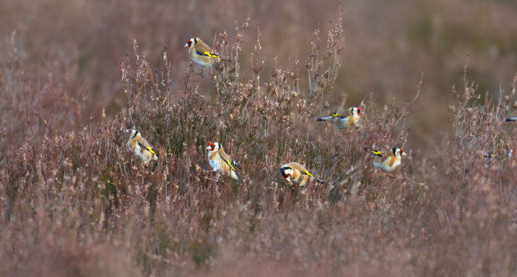 A group (or charm) of goldfinches perched in tall plants eating the seeds.