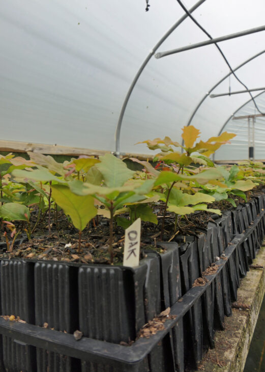 A line of tree sprouts growing from small pots in a nursery.