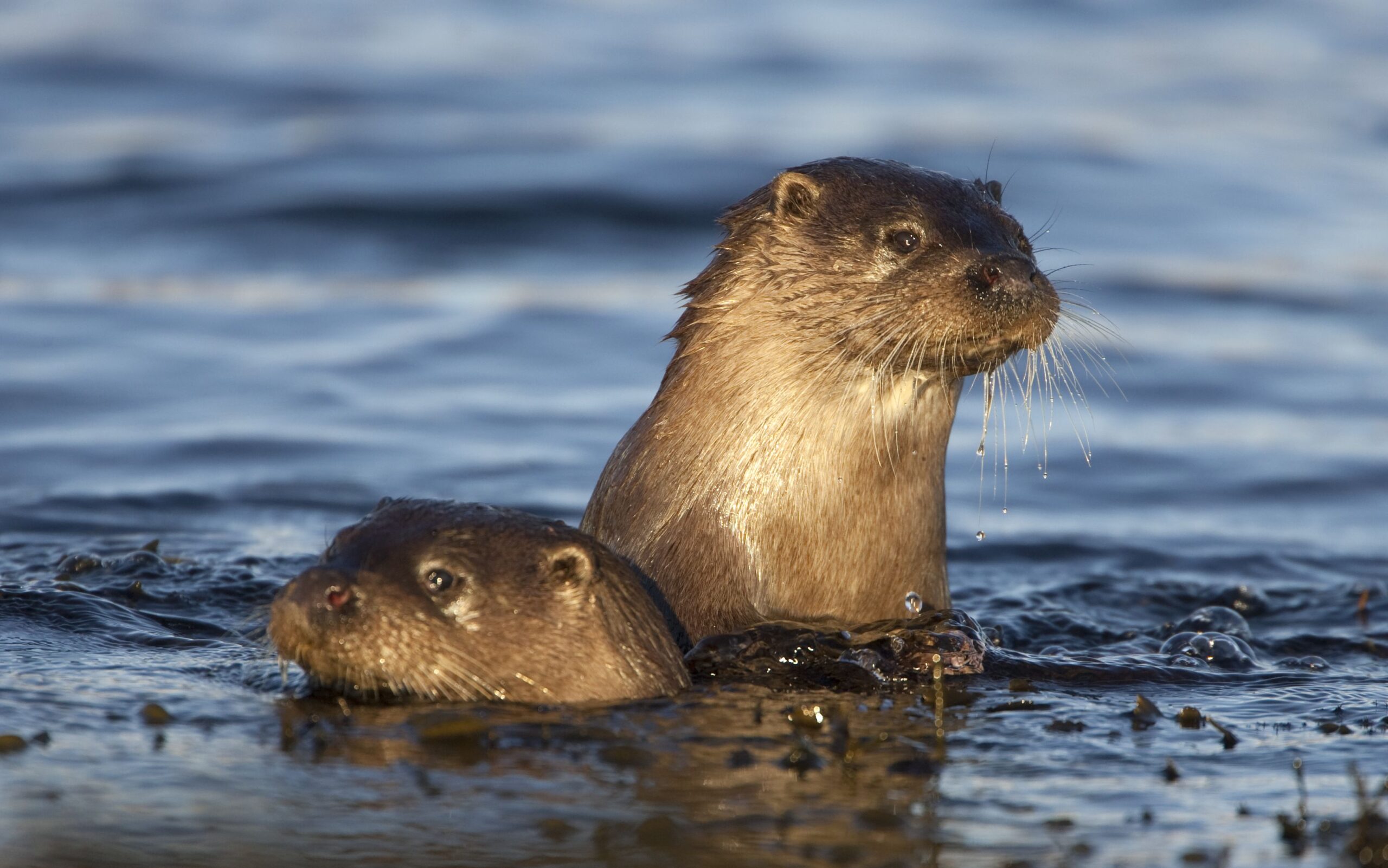 Scottish Wildlife Trust warns of urgent need for action