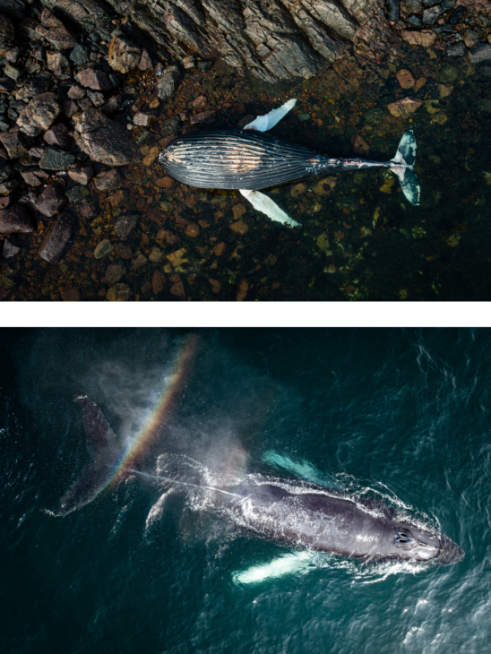 Two images. The first shows a humpback whale stranded on rocks. The second shows a humpback whale swimming in the sea - spray from its blowhole is making a rainbow.