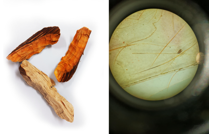 Wood chips gnawed by a beaver, and red squirrel hairs viewed through a microscope. 