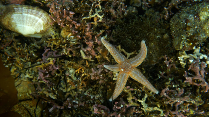 A starfish on a bed of maerl.