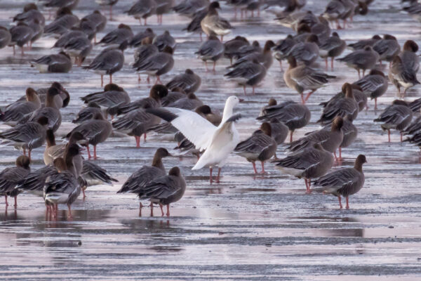 Unexpected Geese | Scottish Wildlife Trust