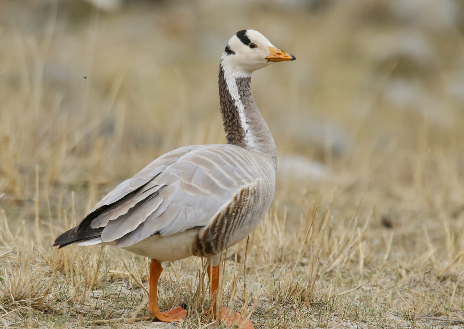 Unexpected Geese | Scottish Wildlife Trust