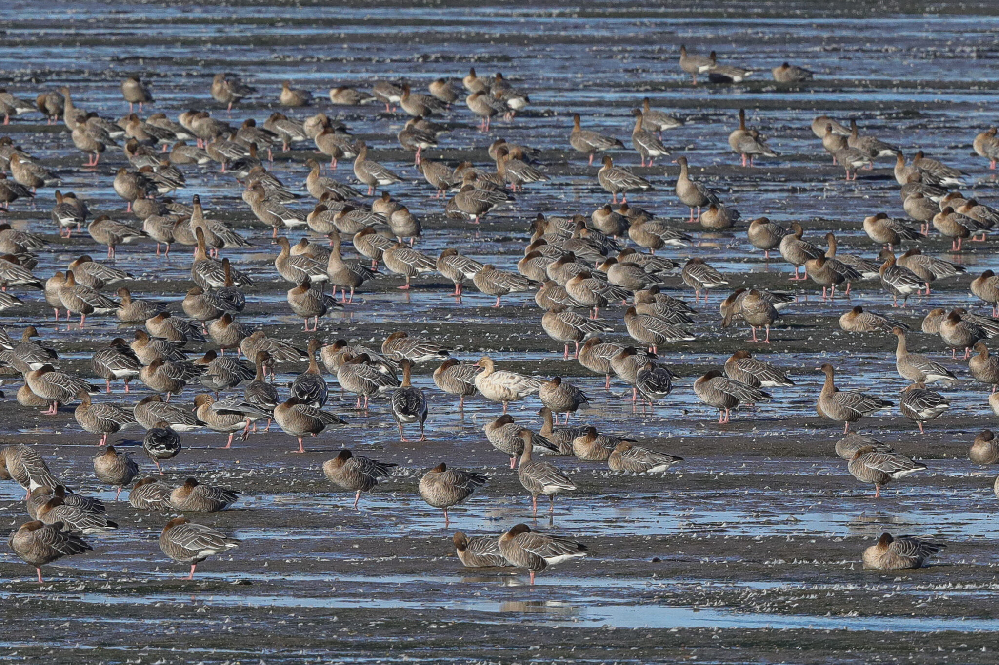 Unexpected Geese | Scottish Wildlife Trust