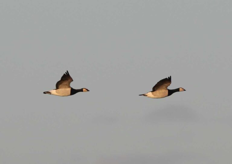 Unexpected Geese | Scottish Wildlife Trust