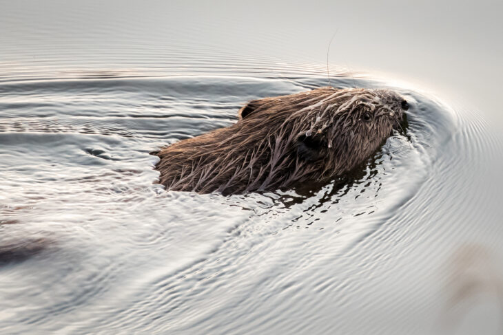 A beaver swimming at the Scottish Wildlife Trust's Loch of the Lowes reserve. Only the beaver's head and back are visible above the surface of the water.