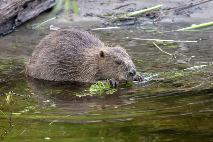 A beaver sits in shallow water at the edge or a river while eating a stalk of bracken.