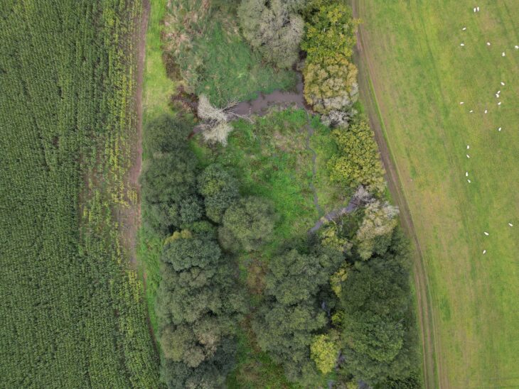 A top down view of a wetland created by beaver activity. The wetland is between a field of maize crop to the left and a field used for sheep grazing to the right.