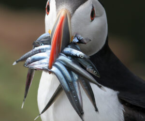 A puffin with several sand eels held in its beak.