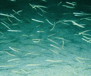 A shoal of sand eels.