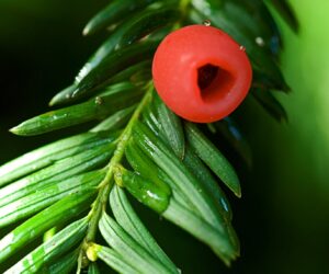 A close up photo of the needles and bright red berry of a yew tree.