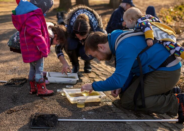 Parents and children looking through trays filled with pond water and insects.