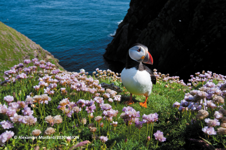 A puffin standing by a patch of thrift atop a sea cliff.