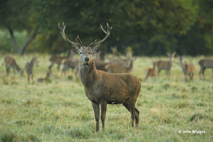 A male red deer looking at the camera while a her of females graze in the background.